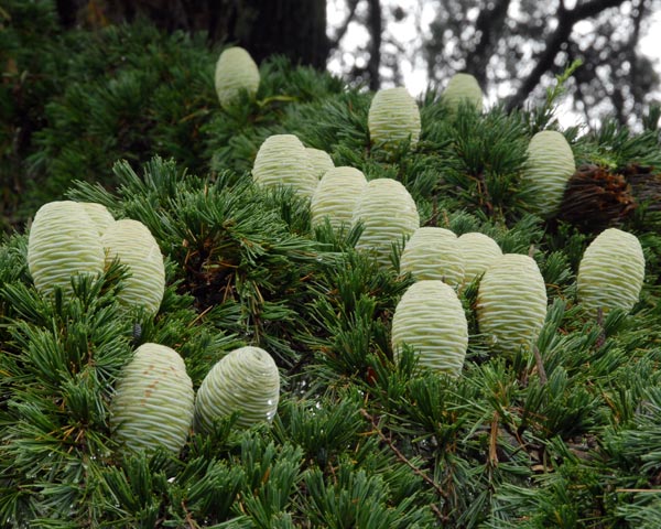 雨の植物園_e0035757_18133690.jpg