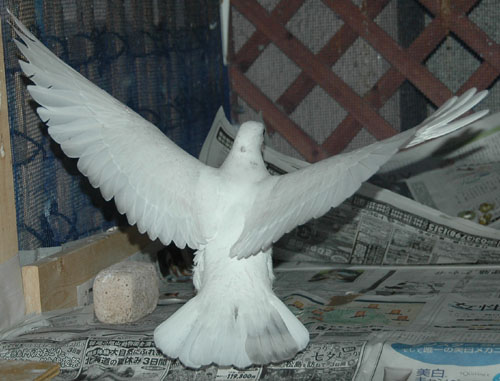 レイン 生後28日目 羽ばたき訓練 08 6 30 White Pigeons 白い鳩たち