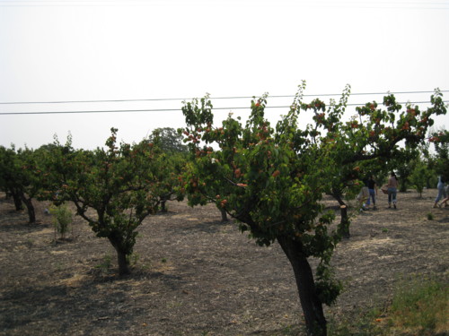 Apricot Picking_b0086268_1484842.jpg