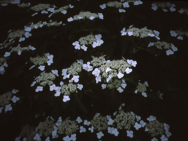 紫陽花_b0074377_0183133.jpg