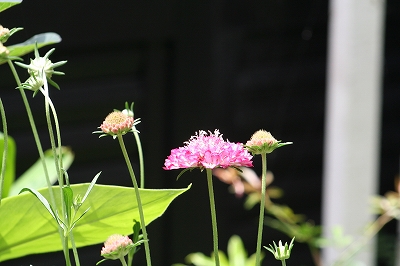 お気に入りの花_e0024385_21241199.jpg