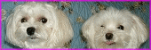 c0135690_19565833.gif