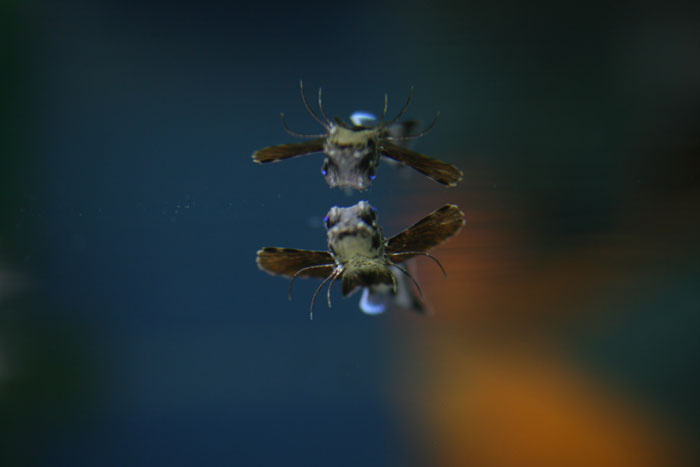 ホウボウの幼魚_a0012103_7352650.jpg