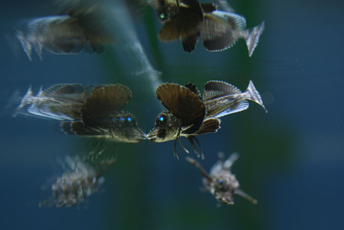 ホウボウの幼魚_a0012103_735363.jpg