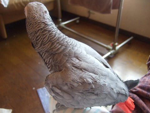 c0133013_11304759.jpg
