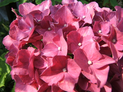 c0004024_9182129.jpg