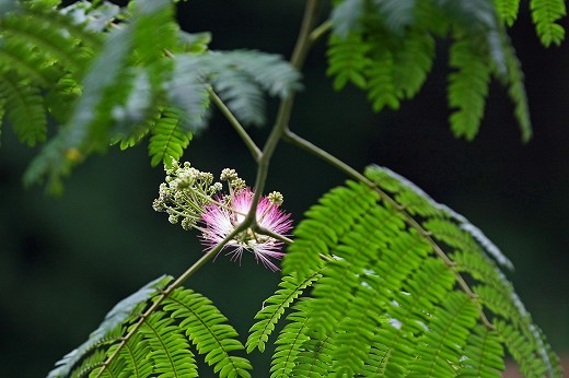 野草園_d0029333_22262545.jpg