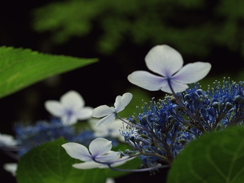 神楽岡でみる夏の花_e0080133_046615.jpg