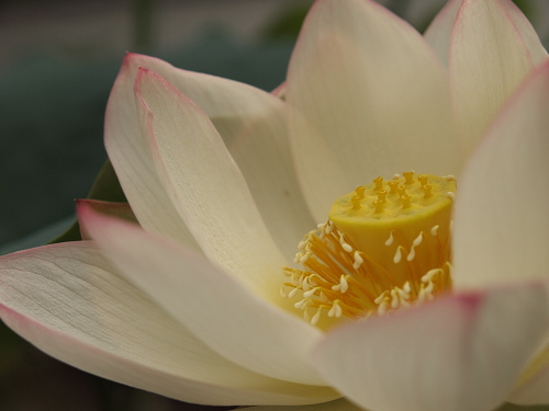 神楽岡でみる夏の花_e0080133_0515346.jpg