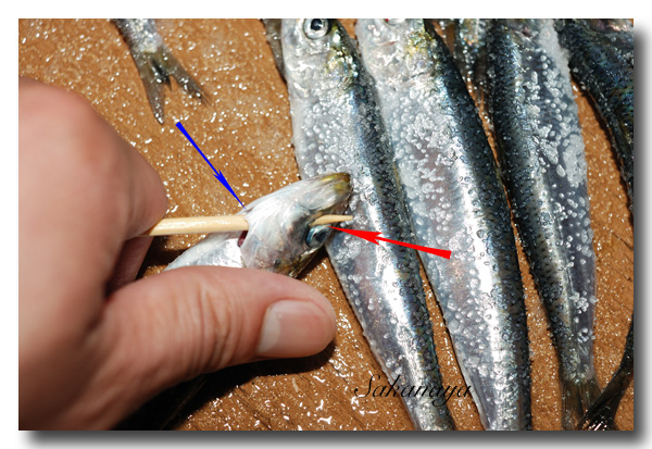自家製 目刺し の作り方 マイワシを使って天日干し 魚屋三代目日記
