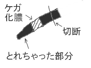 ６月１６日の麗香さまお見合いとリリアンのしっぽ_b0094153_1904865.jpg