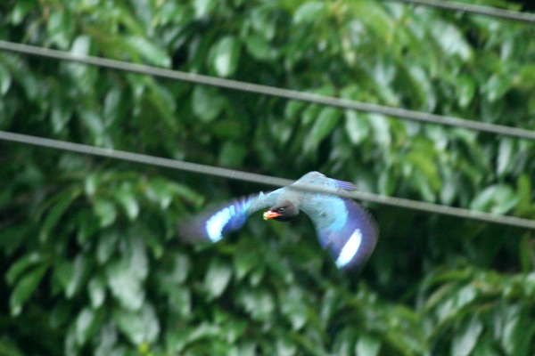 f0147858_0507.jpg