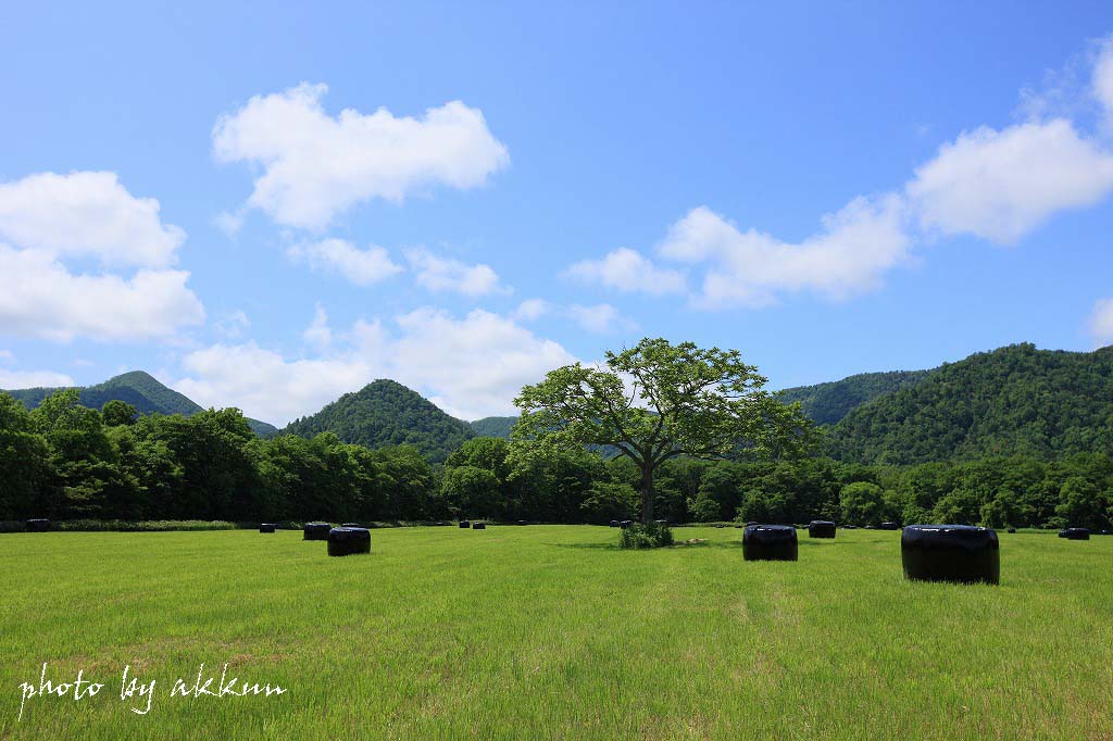 道東の畑より～_a0039860_2015930.jpg