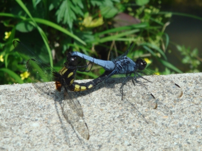 c0108460_21265572.jpg
