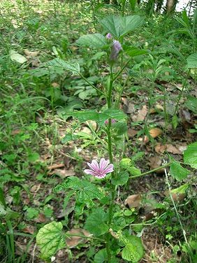 ウスベニアオイ(薄紅葵)/ゼニアオイ(銭葵)_c0085874_1632224.jpg