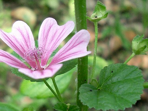 ウスベニアオイ(薄紅葵)/ゼニアオイ(銭葵)_c0085874_1633270.jpg