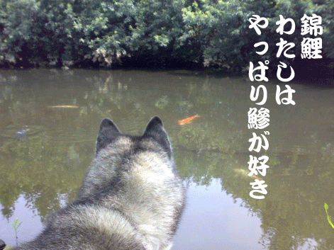 d0087675_13443120.gif