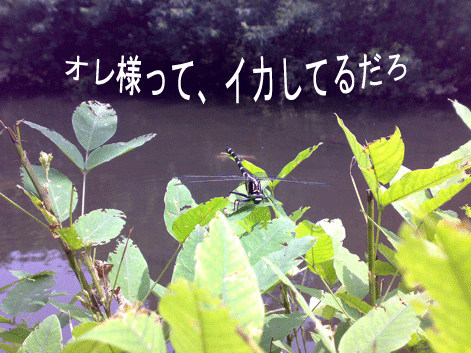 d0087675_1346683.gif