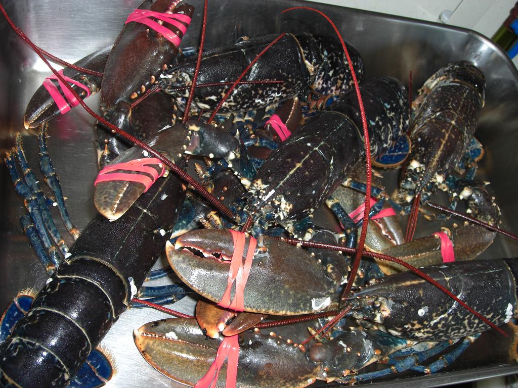 フランスブルターニュ産オマ-ル海老!!!!!!!!!!_b0139176_0533022.jpg
