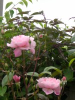 北海道に薔薇の３巨匠が・・・♪_c0078586_2257595.jpg