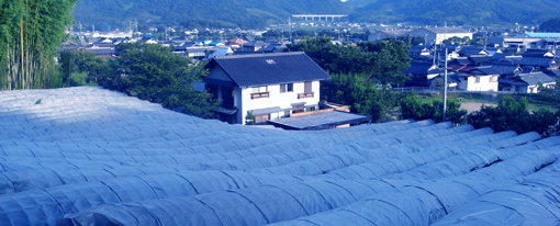 ブドウ畑な 我が家_a0102098_8121536.jpg