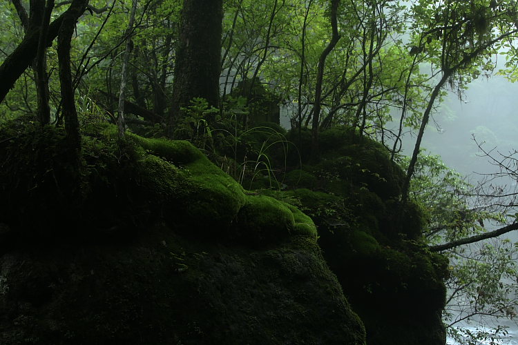 森の中の小さな石の祠_a0062300_1350492.jpg