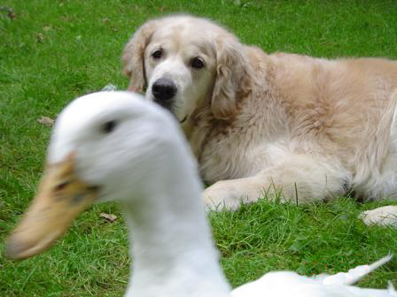 犬の母性愛は種族を超えて（その３）_f0064906_20184198.jpg