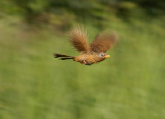 我が家の野鳥VS河原の野鳥のご紹介です。_b0033423_17192398.jpg