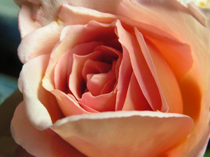 c0048023_6273515.jpg