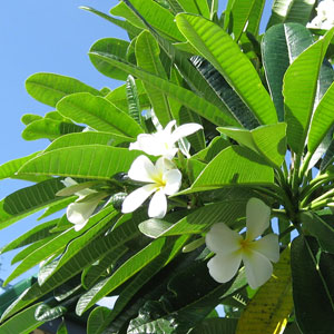 c0024729_22144626.jpg