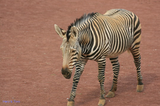 動物園にて＜シマウマ＞_b0152234_20203261.jpg