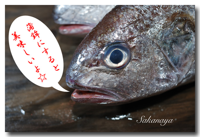 石持 イシモチ 標準和名は シログチ です 魚屋三代目日記