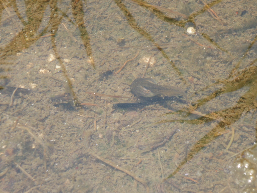 d0083145_22372661.jpg