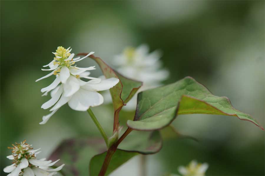 ドクダミ 毒痛み 花言葉 ー白い追憶ー 自然を撮る 花と木 自然を撮る 植物編