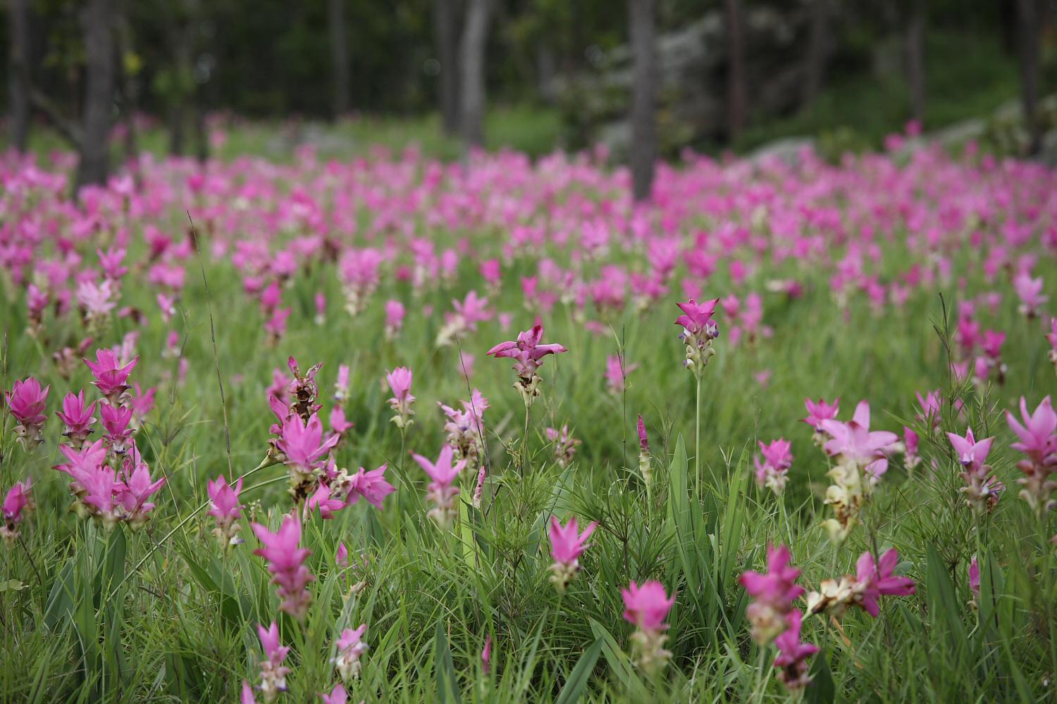 クルクマの花　（２００８年７月２日）_a0094850_2144063.jpg