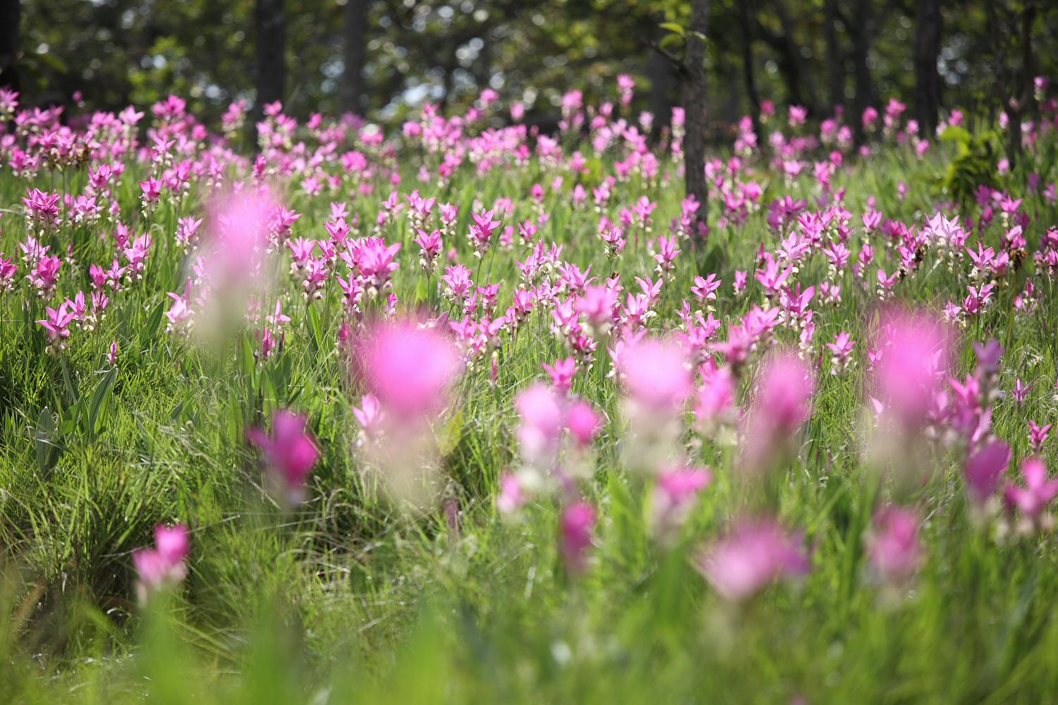 クルクマの花　（２００８年７月２日）_a0094850_2145262.jpg