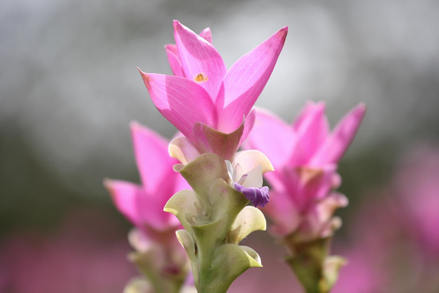 クルクマの花　（２００８年７月２日）_a0094850_21485418.jpg