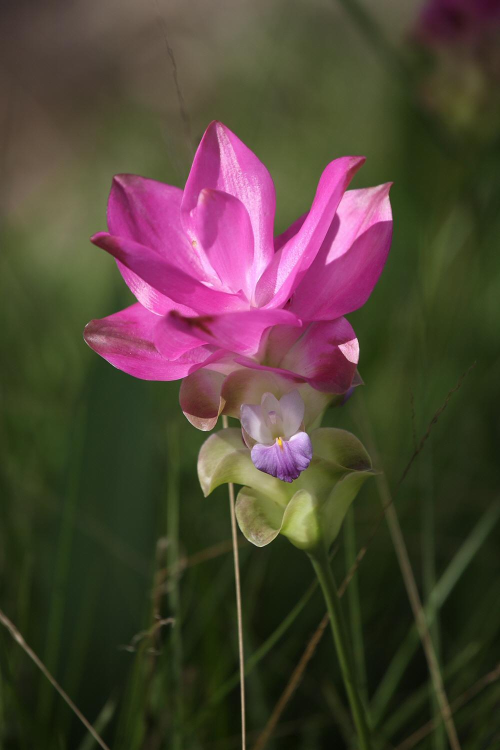 クルクマの花　（２００８年７月２日）_a0094850_21491464.jpg