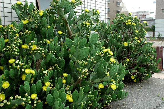 　　街を歩けば_b0093754_025010.jpg