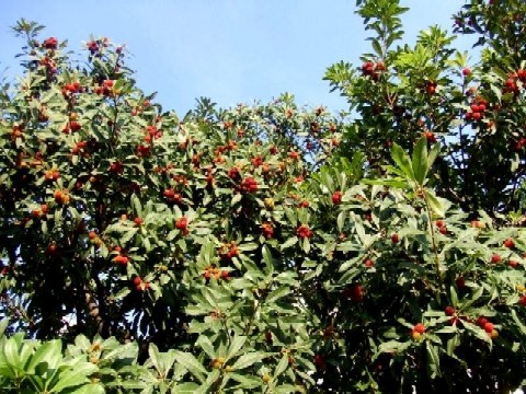 e0129656_21553134.jpg