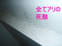 アリにやられた~!!_f0144385_13501480.jpg