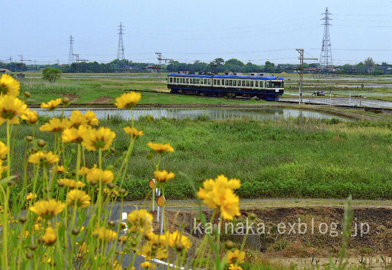 一畑電車　黄色い花_f0174293_22482168.jpg