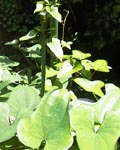 ●育ったり育たなかったり_d0053294_7244244.jpg
