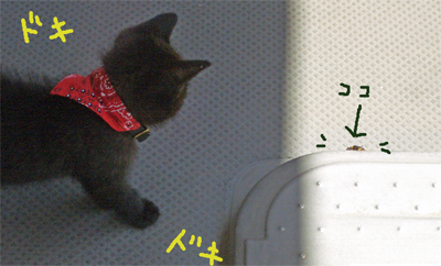 ヤツの存在_b0151297_1065430.jpg