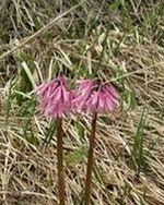 花の尾瀬・・ミズバショウを訪ねて・・・（6月7日）_c0124497_23151131.jpg