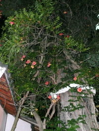 f0146198_15303419.jpg