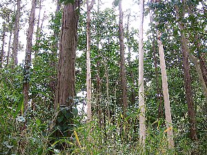e0038100_5511885.jpg