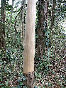 e0038100_5512755.jpg