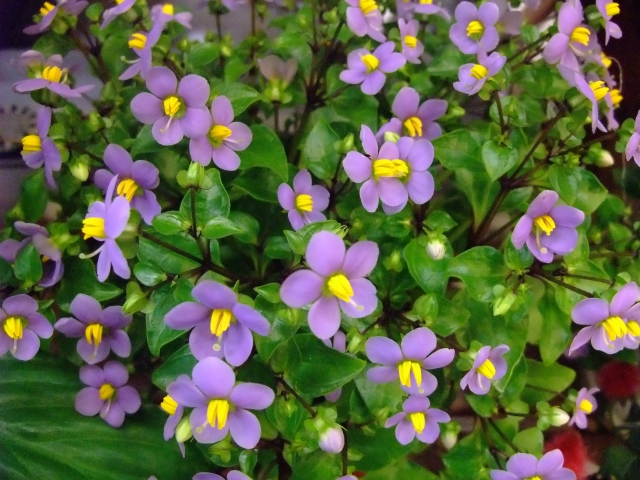 c0156908_9223779.jpg