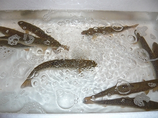 泳ぎ岩魚_f0157910_1525240.jpg